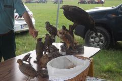 falunap_270_20160801_1383085344