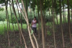 falunap_301_20160801_1862585006